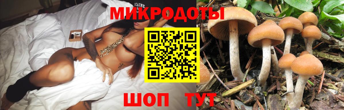Псилоцибиновые грибы Psilocybe Петровск